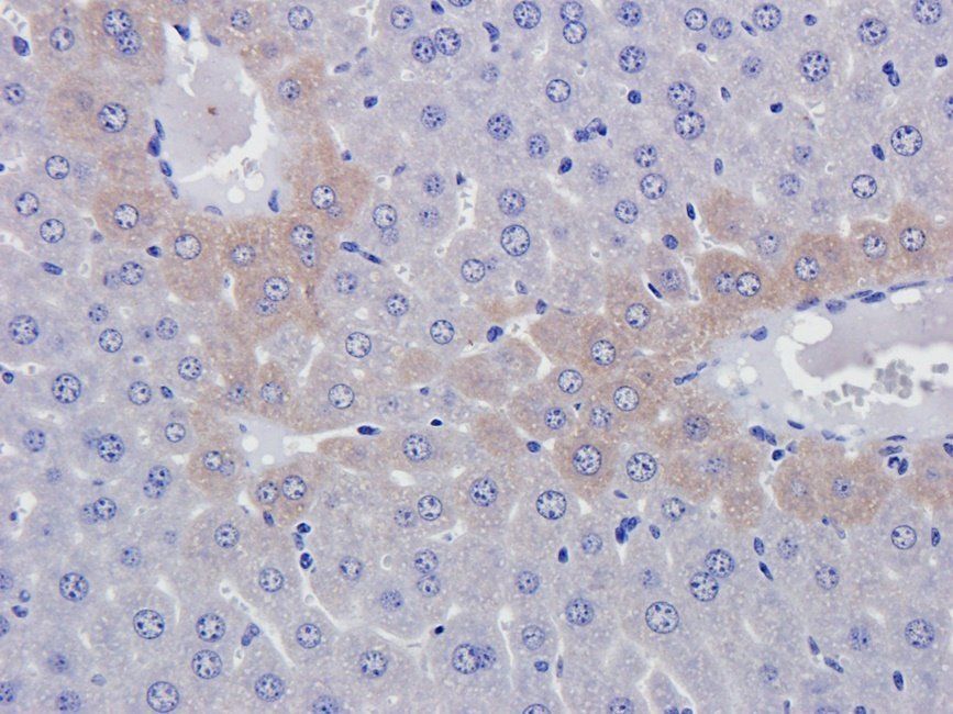 MARCO Rabbit Polyclonal Antibody