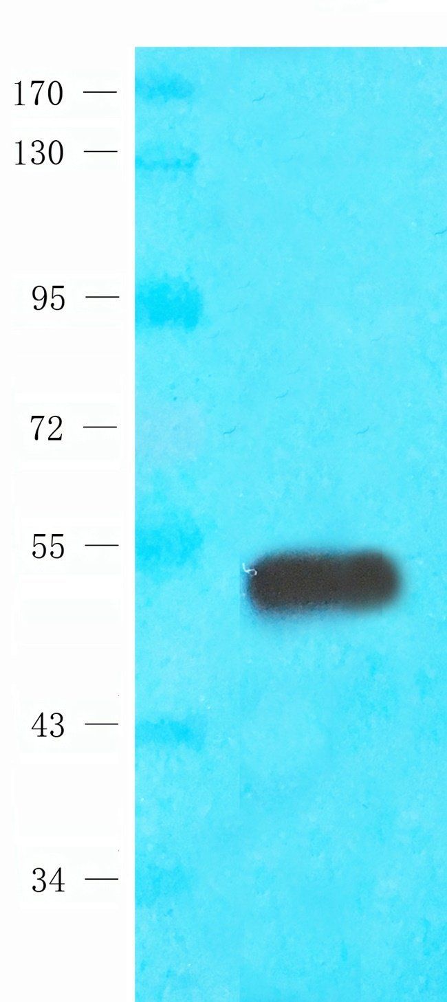 MARCO Rabbit Polyclonal Antibody