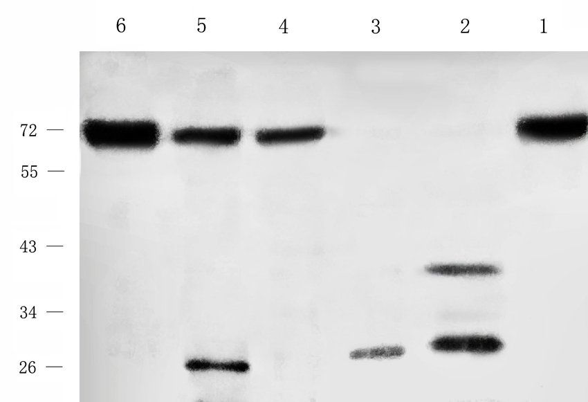 MAS Rabbit Polyclonal Antibody