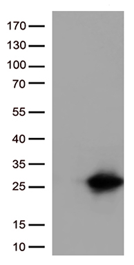 ENOPH1 Antibody