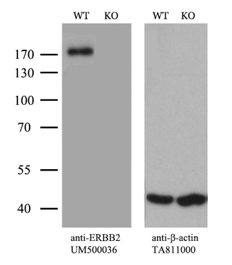 ENOPH1 Antibody