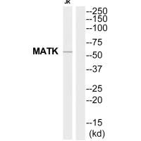 MATK Antibody