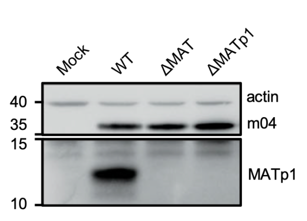 Anti-MATp1 (MCMV) antibody