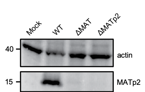 Anti-MATp2 (MCMV) antibody