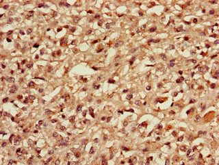 MBD3 Antibody