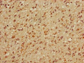 MBD3 Antibody