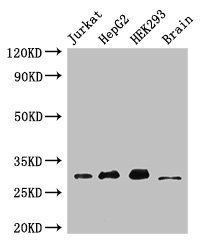 MBD3 Antibody
