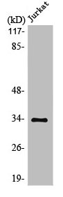 MBD3 Antibody
