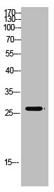MBL2 Antibody