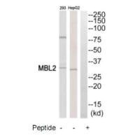 MBL2 Antibody