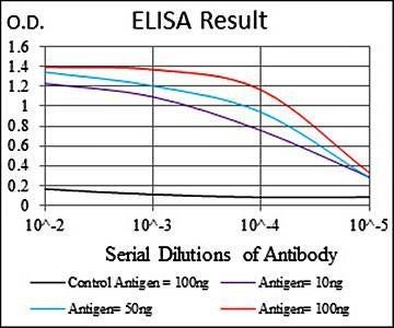 MCM2 Antibody