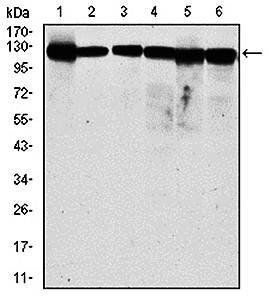 MCM2 Antibody