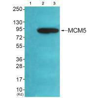MCM5 Antibody