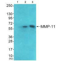 MCM5 Antibody