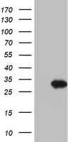 MCM6 Antibody