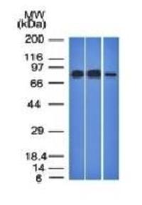 MCM7 Antibody