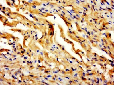 MCPT4 Rabbit Polyclonal Antibody
