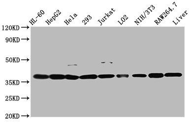 MDH1 Antibody