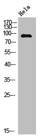 MDM2 Antibody