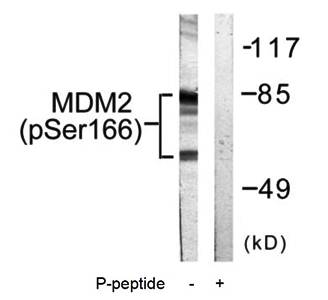 MDM2 (Phospho-Ser166) Antibody