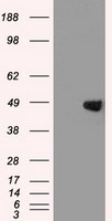 MECP2 Antibody