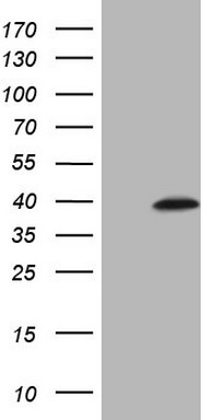 MED15 Antibody
