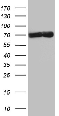 MED15 Antibody