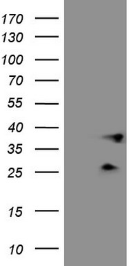 MED15 Antibody