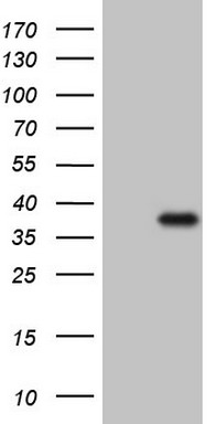 MED15 Antibody
