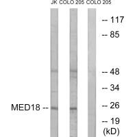 MED18 Antibody