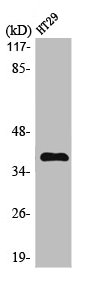MEF2B Antibody