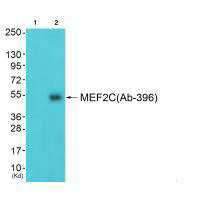 MEF2C Antibody