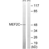 MEF2C Antibody