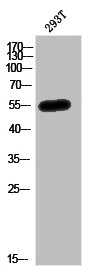 MEF2C Antibody