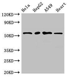 MEF2D Antibody
