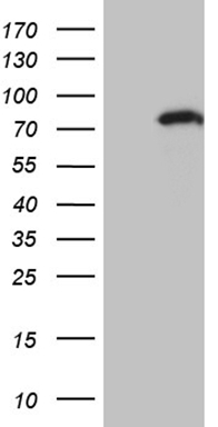 MEIS1 Antibody