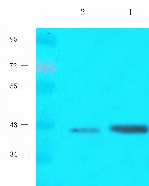 MEIS1 Rabbit Polyclonal Antibody