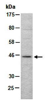 MEIS1 (N1) Antibody, Rabbit Polyclonal