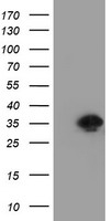 MAP2K1 Antibody