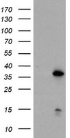 MAP2K1 Antibody