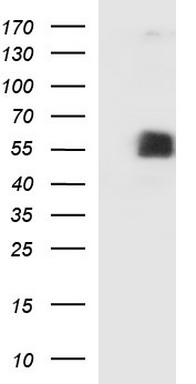 MAP2K2 Antibody