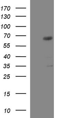MAP2K2 Antibody