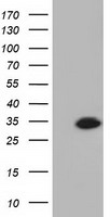 MAP2K2 Antibody