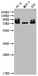 MEN1 Antibody
