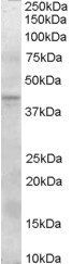 MEPI/SERPINI2 Antibody