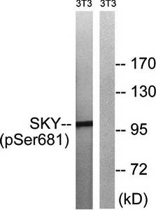 MER/SKY (Phospho-Tyr749/681) Antibody