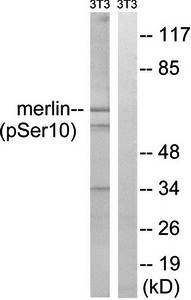 Merlin (Phospho-Ser10) Antibody