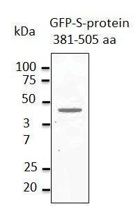 MERSC-CoV Spike Protein Antibody