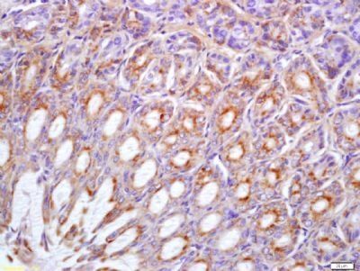 Phospho-Met (Tyr1234 + Tyr1235) Rabbit Polyclonal Antibody