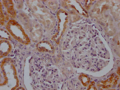 MFN2 Antibody